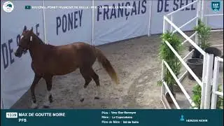 Max de Goutte Noire Lays &eacute;talons  obstacle en libert&eacute; National 3 ans m&acirc;les PFS So'pony 2025
