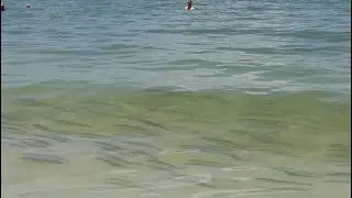 Hundreds of PRIZED Game Fish in INCHES of Water!  (Marco Island Beach Snook Fishing)