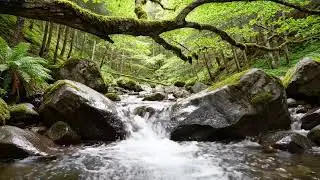 Forest River Ambience with Gentle Water Movement &ndash; Yoga and Mindfulness Practice 🌿
