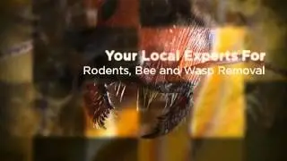 Pest Control La Mesa