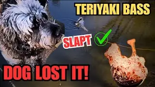 1.76 lb TERIYAKI SLAPT &ndash; Dog Went CRAZY! (River Bass Catch & Cook)