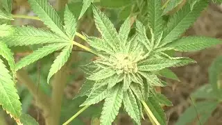 New study shows spending on medical cannabis, possible revenue from legal recreational use