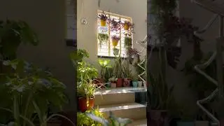 Top indoor plants for home 🏡 #ashortaday #trendingshorts