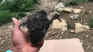 Taking White Crown pigeon out the nest//White Wing Dove baby try fly away//Turkey hatchlings 🐣😁