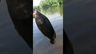 Nice Post Spawn Smallmouth Bass #fishing #foryou #smallmouthbass
