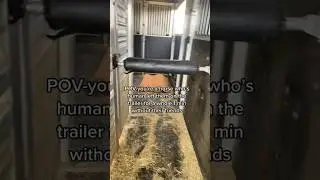 Why so DRAMATIC?!? #rent #horse #trailer