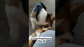 Corgis Roughhousing Near Me