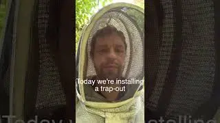 Removing bees from a tree | Hive trap-out