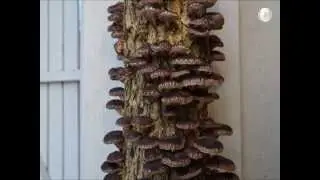 Log Grown Shiitake Mushrooms in time lapse