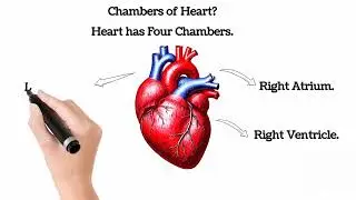 Human Heart in 3 Minutes | Easy Explanation. | @Sunlikestudy 
