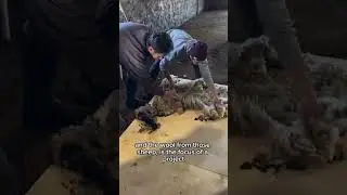 Reviving Wool Traditions: Sustainable Balbas Sheep Wool Value Chain in Darik