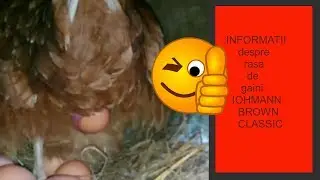 INFORMATII despre rasa de gaini outoare LOHMAN BROWN CLASSIC