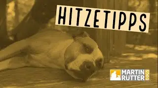 Hitzetipps - Hund in der Hitze besch&auml;ftigen