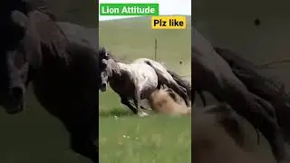 Horse Attitude status