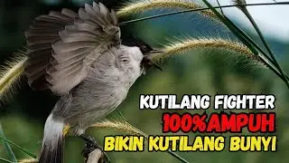 Hitungan Detik Kutilang Auto Respon Bunyi Gacor