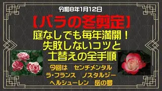 【🌹バラ🌹】庭なしでも毎年満開！失敗しない冬剪定のコツと超カルスNC-Rで再生した土替えの全手順！今回はセンチメンタル・ノスタルジー・ヘルシューレン・岳の夢　他の巻【Flower Vlog309】