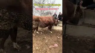 50 miyonga yoʻq havas qilganlar bormi #molbozor #qorabayor #rek #baki