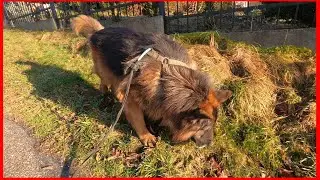 How does a German Shepherd walk?