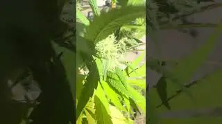 Bagseed BONANZA pt 2 
