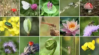 La DIVERSIDAD DE LOS SERES VIVOS y sus interacciones (explicaci&oacute;n sencilla)🐻🌳