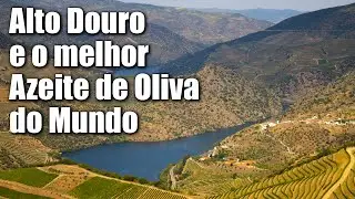 Em busca do melhor Azeite de Oliva do mundo! Será? Uma aventura no Alto Douro - Portugal - 012