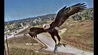SWFL Eagles ~ ONE OF M15's FISHING EXPEDITIONS ~ BEAUTIFUL SOARING & WHOPPER DELIVERY!! XOXO 020723