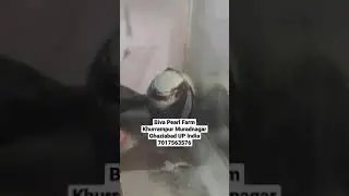 Seep movement in RAS tank at Biva Pearl Farm