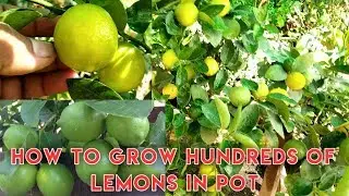 How To Grow Organic Lemon Tree in Pot.  Proven Care Tips. kagzi Nimbu Veriety gives 100s of Lemons.