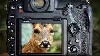 Wild Deer at Close Range | Nikon D850 & 500PF | Wildlife Photography