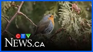 Rare European robin spotted in Montreal