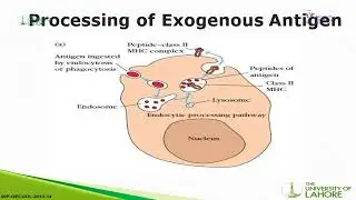 Antigen Processing & Presentation by Dr. Shahid Sheer @uollahorefacultyofalliedhe1051