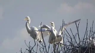 Protected Mangroves, Free Birds (Mangrove Terjaga Burung Merdeka).