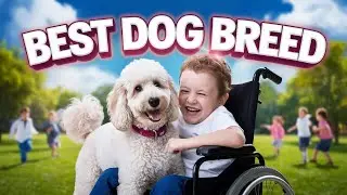 The Best Dog Breeds for Therapy and Emotional Support Poodle.