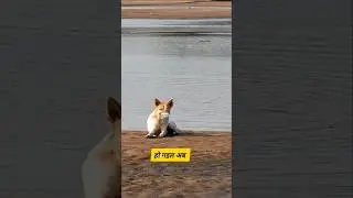 हो गइल अब #comedy #funny #thetharpuns #funnyduniya #dog