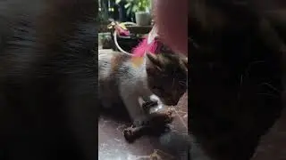 Sarapan. Ikan menu kering dan ceker ayam