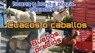 CUACOS / Rumbo a Chalma mercado de animales @ElRanchoyyoTagDominguez