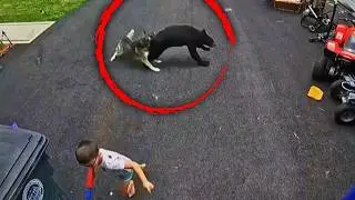 Faithful Husky Saves 6-Year-Old Boy From Charging Black Bear
