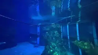The Living Seas - Views from Sea Base Alpha