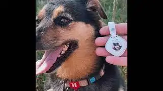 Sleepets Custom Dog Tag Tracker QR Code &mdash; Works with Apple Find My