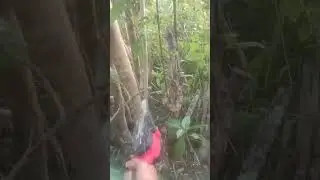 pipuler