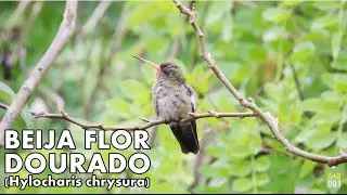 CANTO DO BEIJA FLOR DOURADO (ÁUDIO)