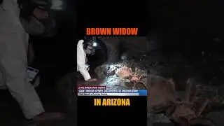 Giant Brown Widow Found 😳🕷️