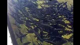 World beautiful rainbow trout fish farm India Pakistan china #rottweiler #ekmotahathighumechala