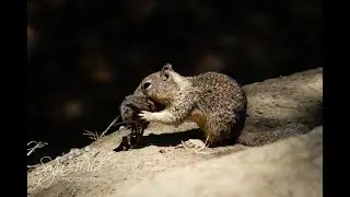 Vole hunting: Novel predatory and carnivorous behavior by California ground squirrels