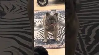 Cooper vs. Door (Surprise Ending😂😂)  Fluffy French Bulldog
