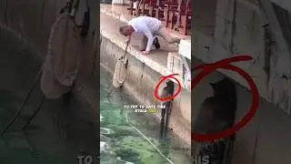 real life hero #shorts #cat #viral