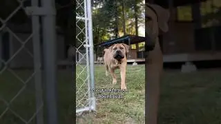 South African Mastiff #FarmDog #Boerboel #DogTalk #AlertDog #Protector
