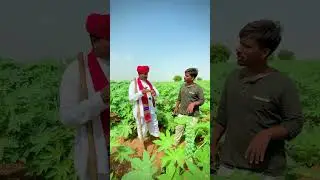 Castor Farming in Marwar &ndash; Castor farming has done wonders on the land of Marwar