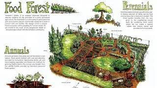 Signs Of An Early Food Forest In The Bahamas