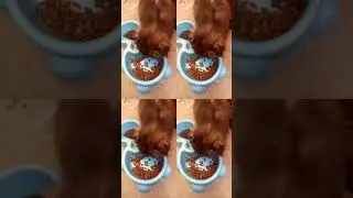 Cara Menyembuhkan Kucing Sakit Flu,Mata Berair,Perut Membesar Kaya Balon-Kembung.Bisa Sembuh Cepat